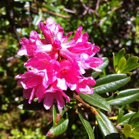 Gaestehaus Eberl - Rita פינקנברג
