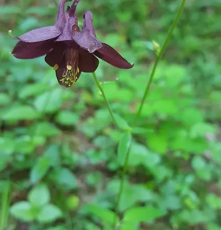 בית הארחה Gaestehaus Eberl - Rita פינקנברג